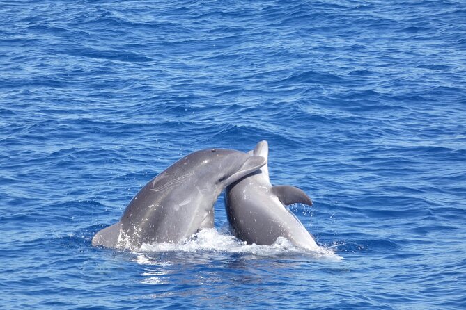 Tour with Whale and Dolphin Watching plus food included - Crew, boat size, and the vibe: where reviews line up with your comfort