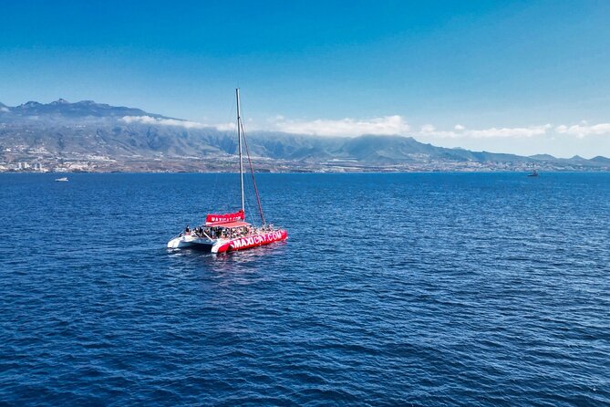 Tour with Whale and Dolphin Watching plus food included - Whale and dolphin watching: what to look for (and how the guide helps)