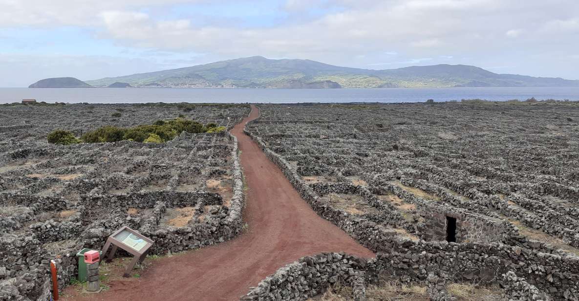 Tours on Pico Island - Cultural and Natural Landscape - Key Things That Make This Pico Tour Worth Your Time
