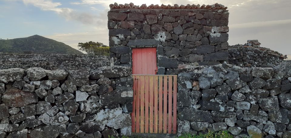 Tours on Pico Island - Cultural and Natural Landscape - Lagoa do Capitão: Endemic Vegetation in a Place You Can’t Fake