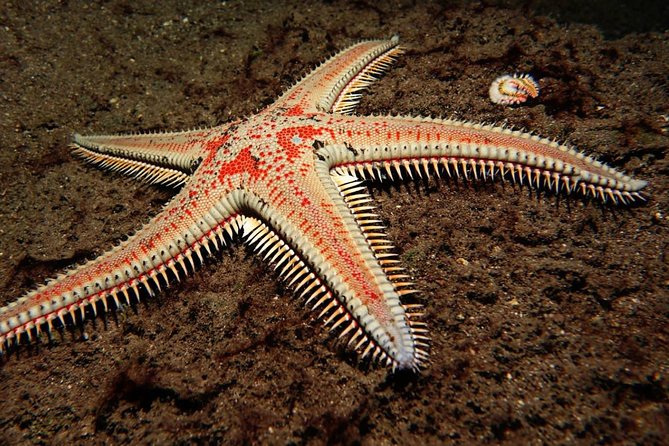 Try Dive - PADI Discover Scuba Diving in Tenerife - The afternoon schedule at 3:00 pm (and why it works well)