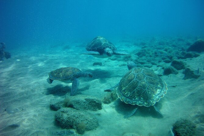 Try Scuba Diving in a turtle area (boat) - Wildlife expectations: how to spot animals without turning it into a scavenger hunt