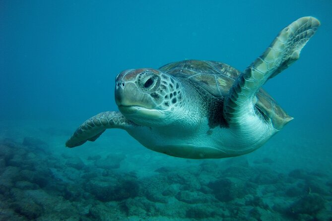 Try Scuba Diving in a turtle area (boat) - Price vs value: where the money goes in practice