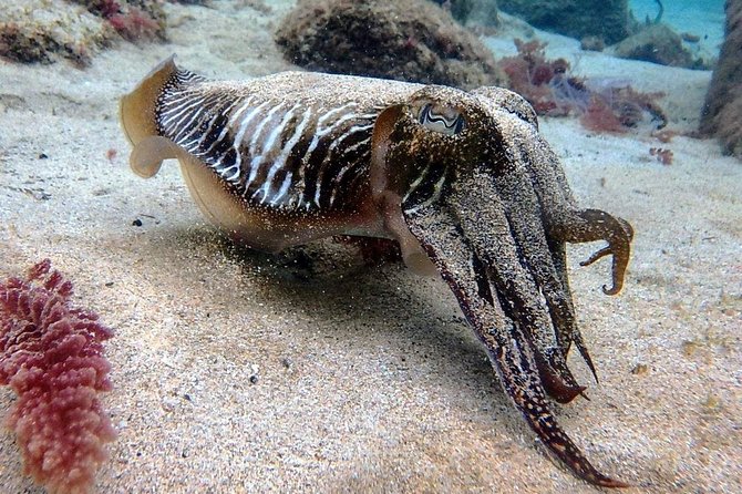 Try Scuba Diving with 2 Ocean Dives - A Two-Session Scuba Trial in Costa Teguise (8:30 to About 5 Hours)
