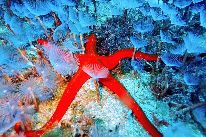 Try Scuba Diving with 2 Ocean Dives - Playa Chica Beach: Marine Life You Can Actually See
