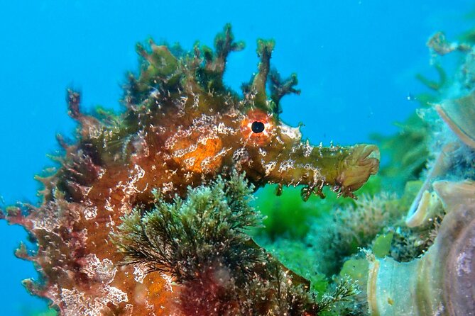 Try Scuba Diving with 2 Ocean Dives - Time on the Water: Snacks, Water, and a Surface Reset