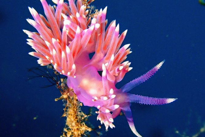 Try Scuba Diving with 2 Ocean Dives - Equipment, Insurance, and the Photo Question