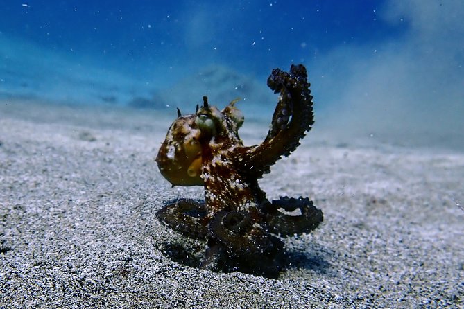 Try Scuba Diving with 2 Ocean Dives - Price and Value at $169.38: What You’re Really Paying For