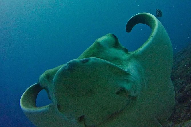 TRY SCUBA DIVING with a Dedicated Instructor - Key highlights worth your attention