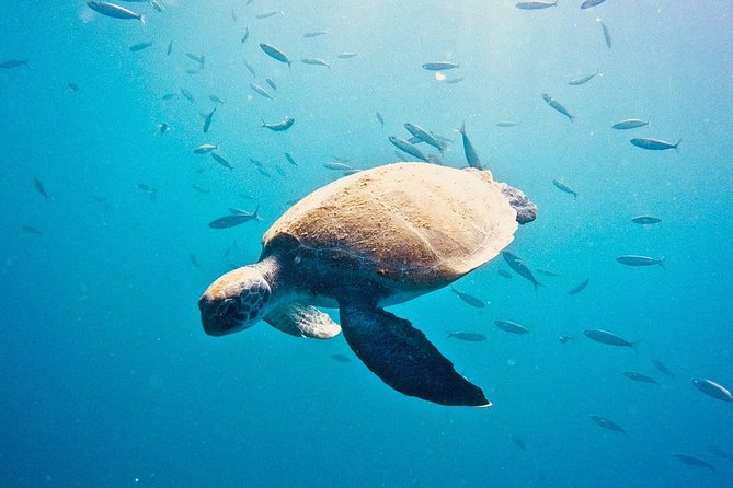 TRY SCUBA DIVING with a Dedicated Instructor - A beginner-friendly try scuba session in Las Galletas