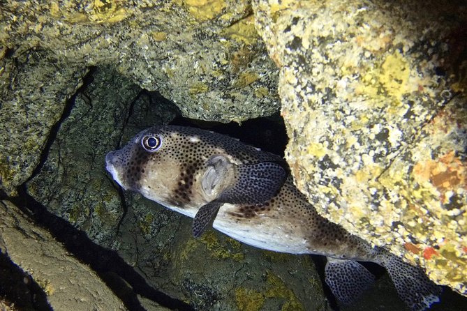 TRY SCUBA DIVING with a Dedicated Instructor - Who this experience fits best
