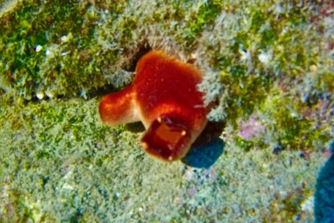 TRY SCUBA DIVING with a Dedicated Instructor - Where you meet and what your timing looks like