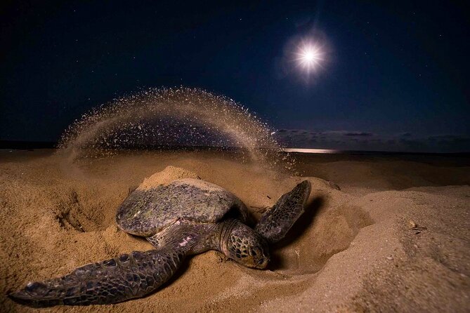Turtle Nesting night Tour in Tortuguero - The real draw: why Tortuguero’s turtle night feels special