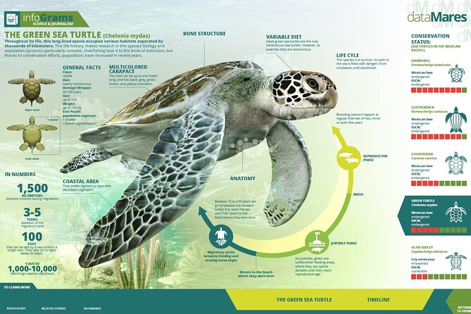 Turtle Nesting night Tour in Tortuguero - The main event: what you can see in the nesting sector