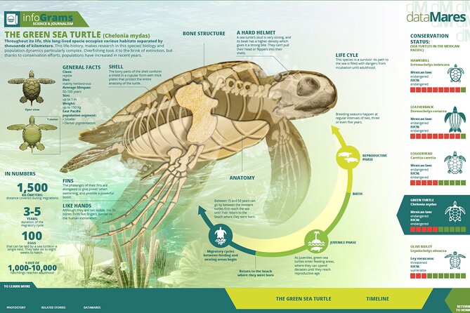 Turtle Nesting night Tour in Tortuguero - Your guide can make or break the night