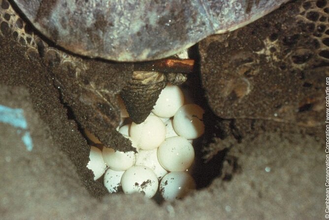 Turtle Nesting night Tour in Tortuguero - The park walk: flashlight use and the quiet rules that protect the turtle