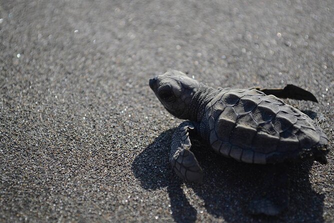 Turtle Nesting Tour - Sea turtles at dusk in Tamarindo: what makes this night tour special