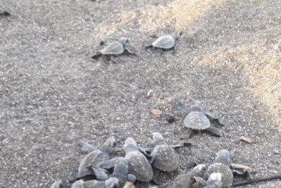 Turtle Nesting Tour - Pickup, the 25 km drive, and your reality check about the ride