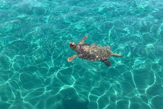 Turtle Spotting Cruise in Zakynthos - Loggerhead turtle spotting: patience, patience, and then more patience