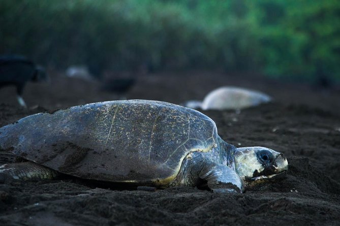 Turtle Tour - Key things to know before you go
