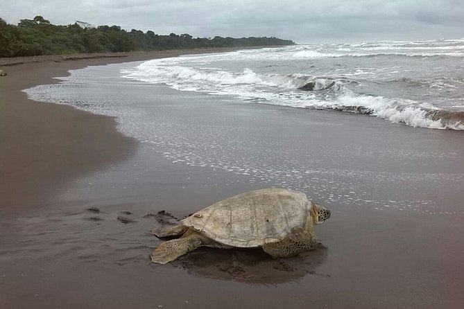 Turtle Tour - July to October: the season you’re paying for