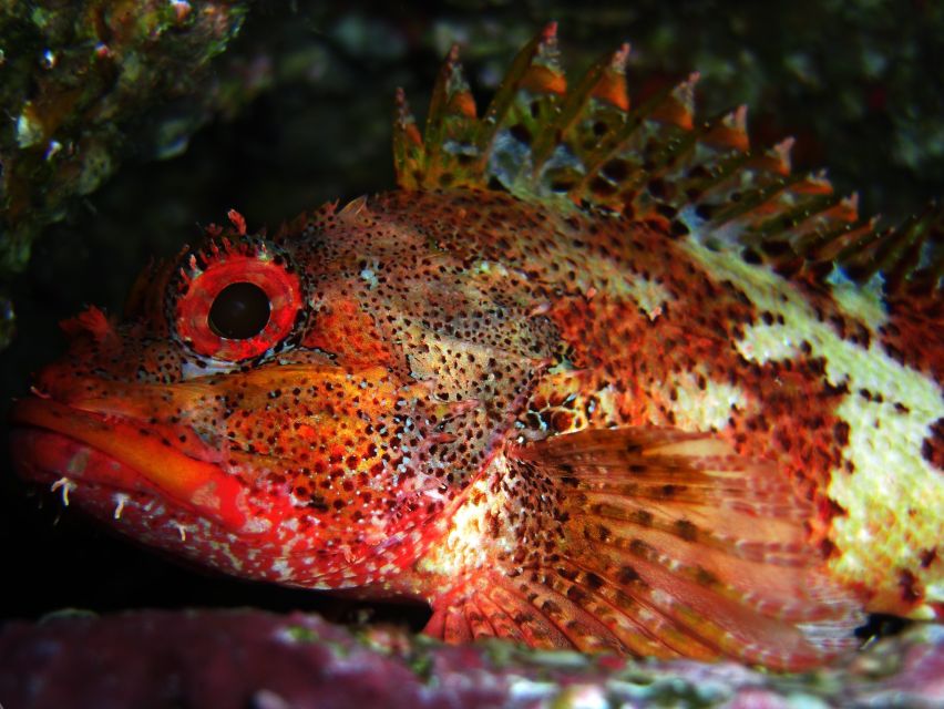 Vila Franca Do Campo: Introduction to Scuba Diving Tour - Entering the Marina: The vibe and what sets expectations