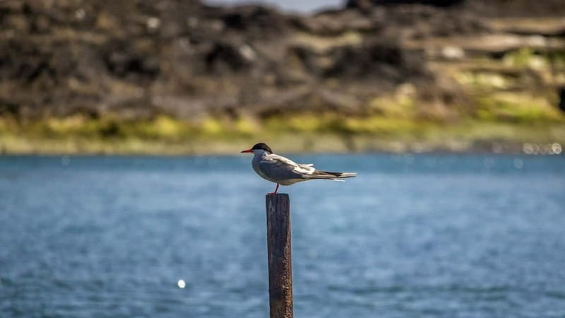 Vila Franca Islet: Inside Guided Natural Reserve Geo Tour - Why the Vila Franca Islet Feels Like a Live Geology Class