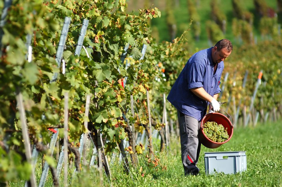 Vineyard Sips: Family Winery Tour & Gourmet Tasting in Corfu - Key Highlights You’ll Care About
