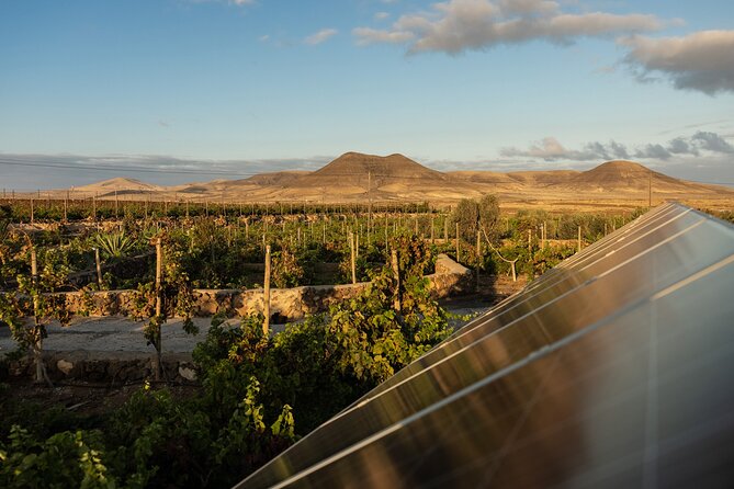Vineyard tour with wine tasting and local products - Practical Tips Before You Go