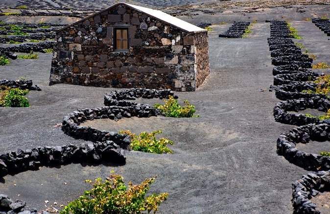 Vineyards of La Geria hiking tour - Key highlights you should care about