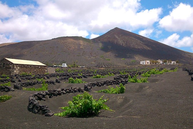 Vineyards of La Geria hiking tour - Meeting at Bodegas Rubicón: your first taste of the day