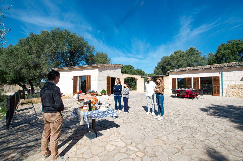 Visit of the olive grove, olive oil tasting and snack - Treuré’s Olive Grove Workshop: what you’re really paying for