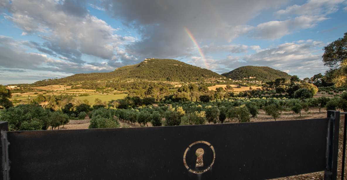 Visit of the olive grove, olive oil tasting and snack - The olive grove walk (10 minutes) and the Randa view moment