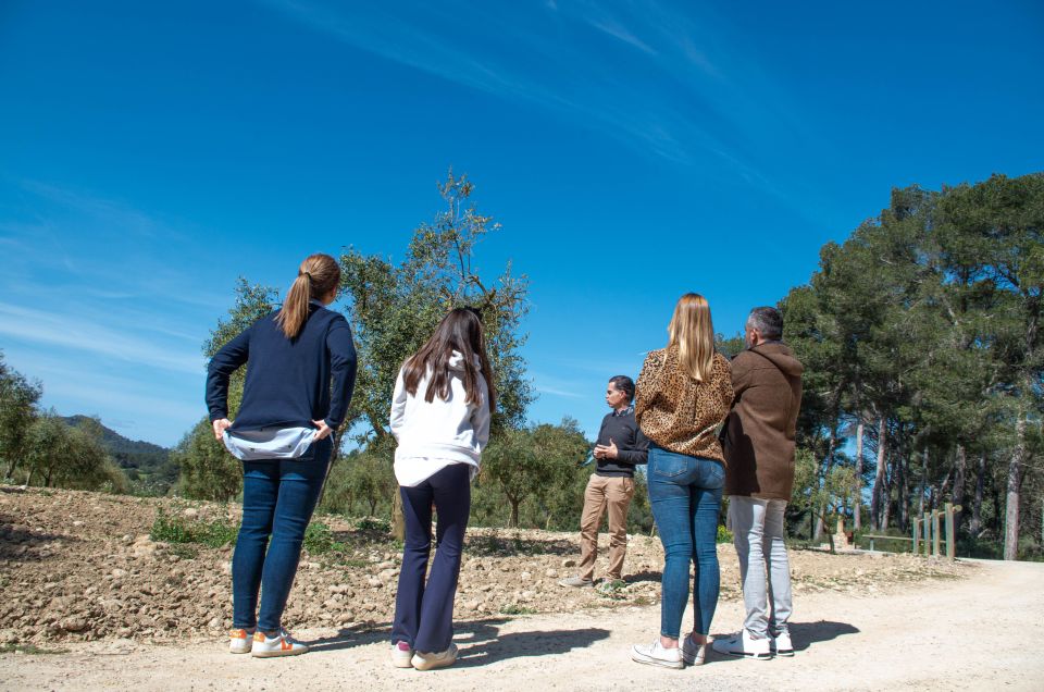 Visit of the olive grove, olive oil tasting and snack - Brunch-style snack with local products and Mallorcan wine