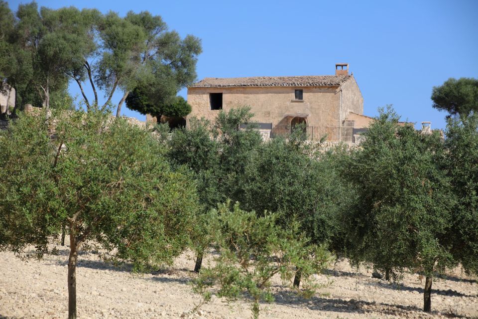 Visit of the olive grove, olive oil tasting and snack - Who should book this EVOO visit (and who might not)
