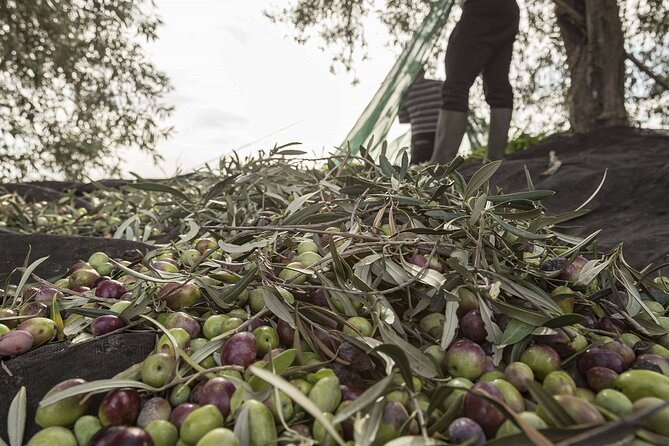 Visit to the olive grove, oil tasting and lunch at the farm - Lunch on the farm: the included meal is part of the value