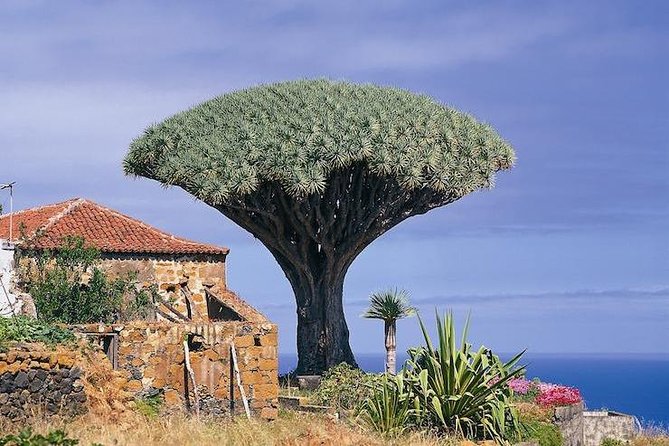 Volcano Teide - Masca ravine. Guided Tour from Puerto de la Cruz - Tenerife - Teide National Park at 2,350m: The Real Meaning of the 30-Minute Stop