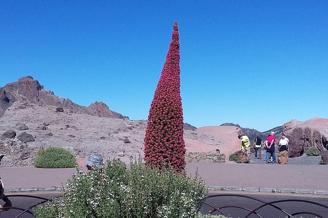 Volcano Teide - Masca ravine. Guided Tour from Puerto de la Cruz - Tenerife - Roads, Comfort, and Who Should Skip This One