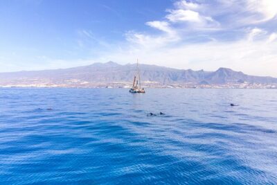 Watching and Listening Whales visiting Los Gigantes&Masca. Food&drinks included - The whale-and-dolphin part: what to expect from the “watching and listening” approach