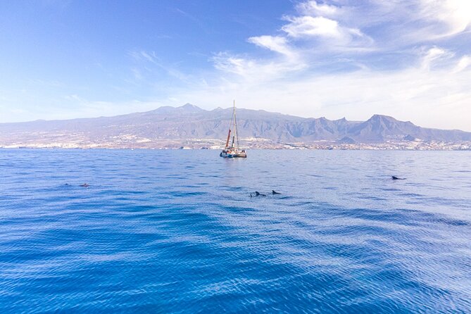 Watching and Listening Whales visiting Los Gigantes&Masca. Food&drinks included - The whale-and-dolphin part: what to expect from the “watching and listening” approach