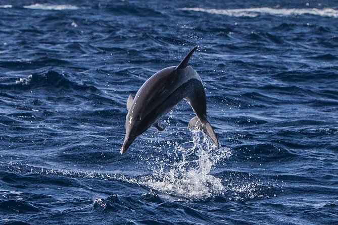 Watching whales and dolphins on Terceira Island - Terceira’s whale-and-dolphin reputation (and why it matters)