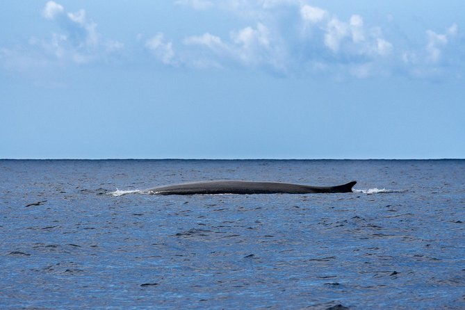Watching whales and dolphins on Terceira Island - On the water for about 3 hours: the boat setup makes a difference