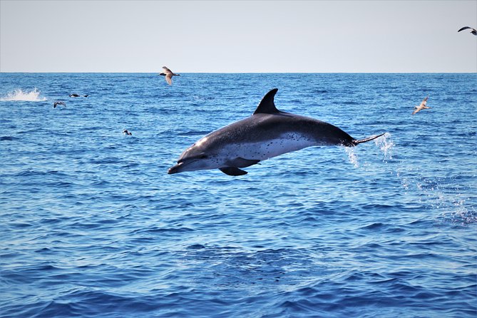 Watching whales and dolphins on Terceira Island - Your “what might I see” reality check (and what the crew can’t control)