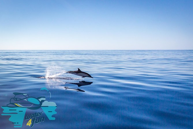 Watching whales and dolphins on Terceira Island - The guarantee: what happens if you come up empty