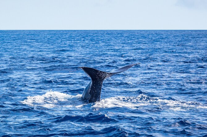Watching whales and dolphins on Terceira Island - Dolphins close-up vs. whales at distance: how to judge a “good” day