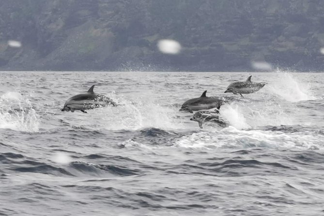 Watching whales and dolphins on Terceira Island - Food, clothes, and comfort: how to prepare like a local watcher