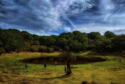 West Madeira Island Guided Tour & Fanal Mystic Forest - Stop 3: Fanal and the Laurissilva Forest Atmosphere