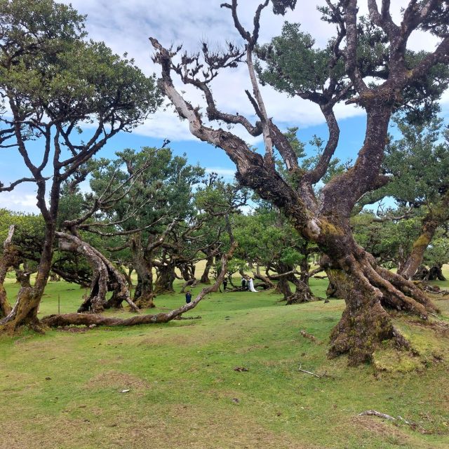 West Madeira:, Laurel Forest, Waterfall, Rock Pools, Walk - Ribeira Brava: market energy, church interior, and café breaks