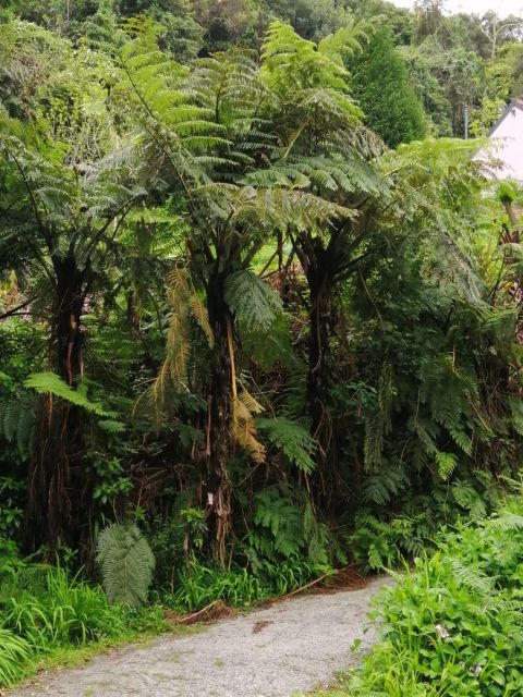 West Madeira:, Laurel Forest, Waterfall, Rock Pools, Walk - The vineyard stop and São Vicente finale by the mountains