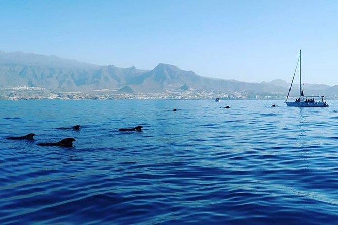 Whale and Dolphin Small Group Sailing from Tenerife South - Snorkeling Off the Boat: Included Gear, Realistic Expectations